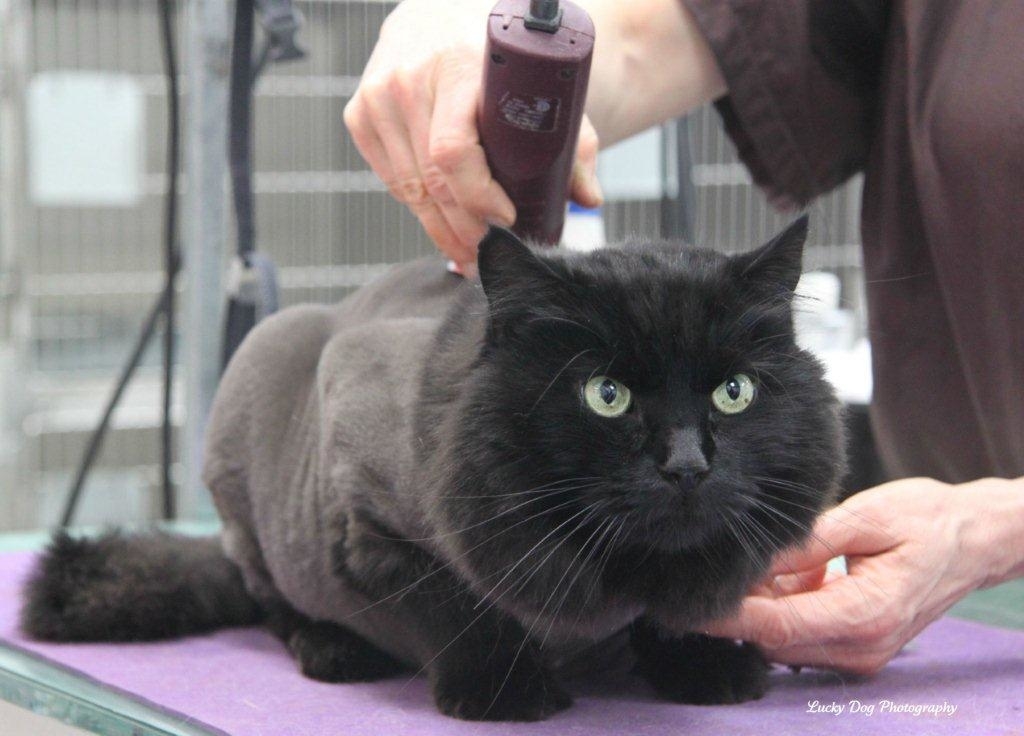 Images Brushcuts Professional Pet Grooming