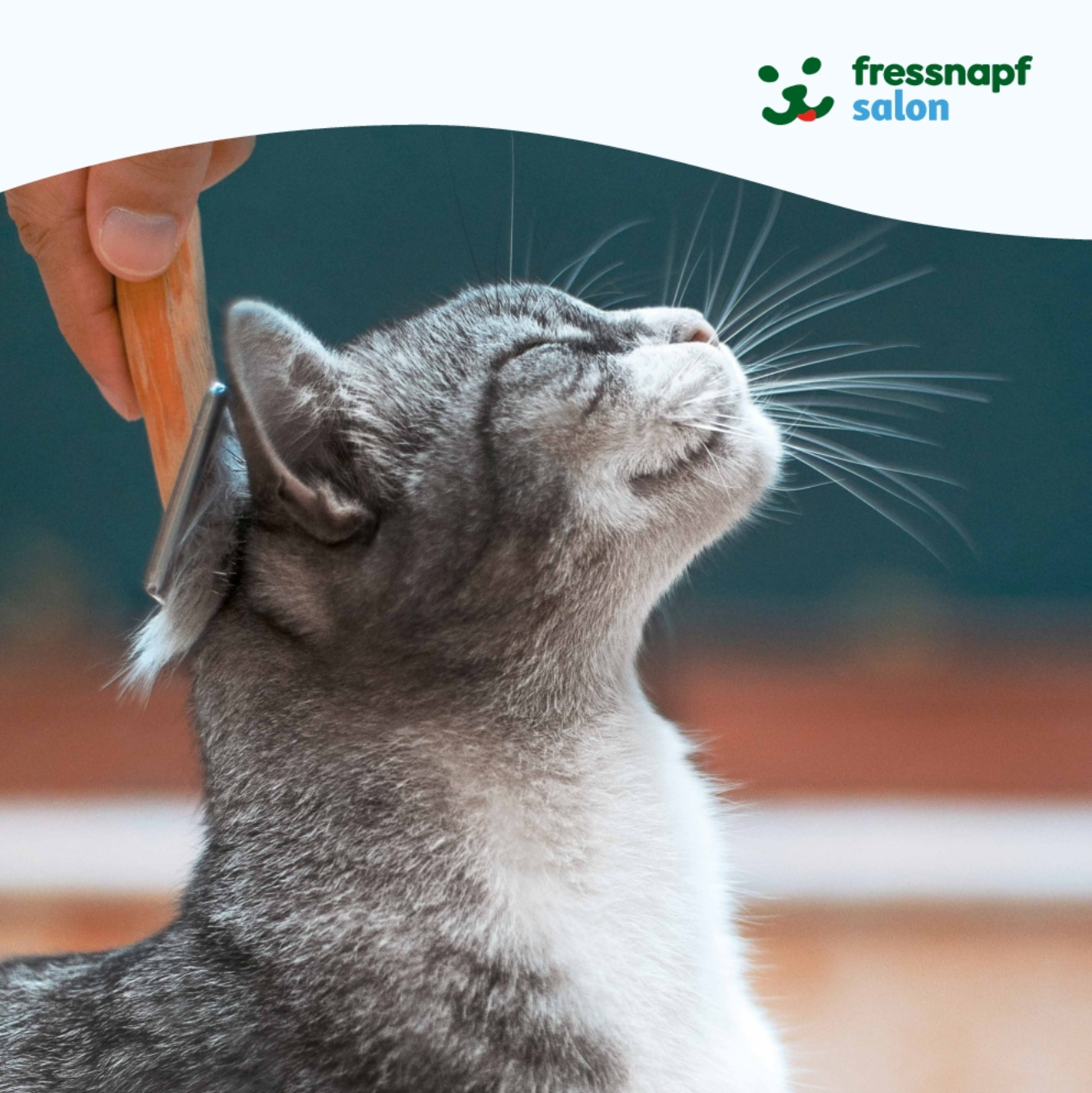 Katzenpflege