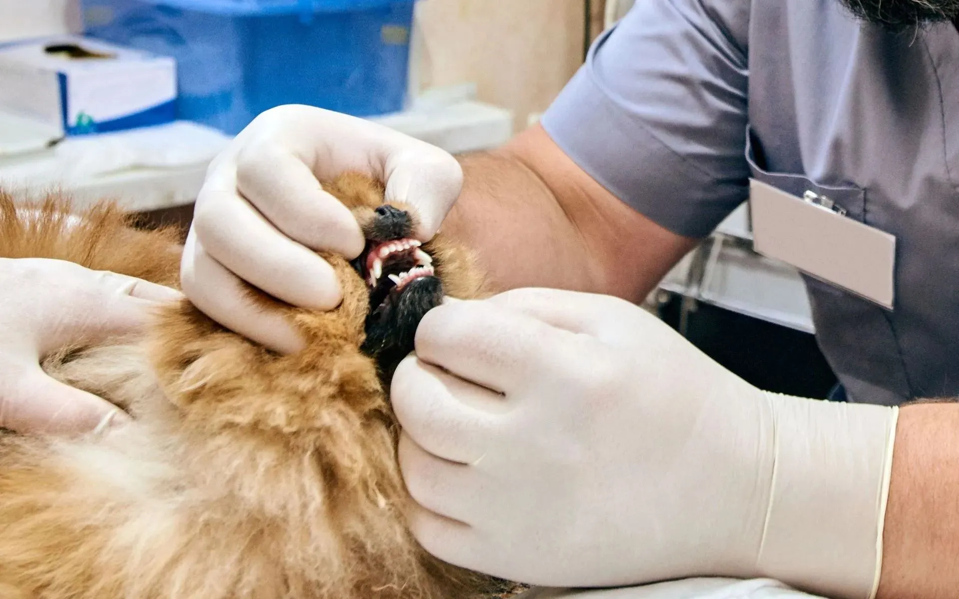 Pet Dental Services