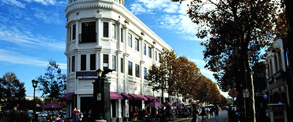 Anne MS Mitchell CPA Logo