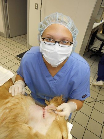 Images Veterinary Emergency Service