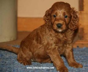 Cute Cockapoos Image