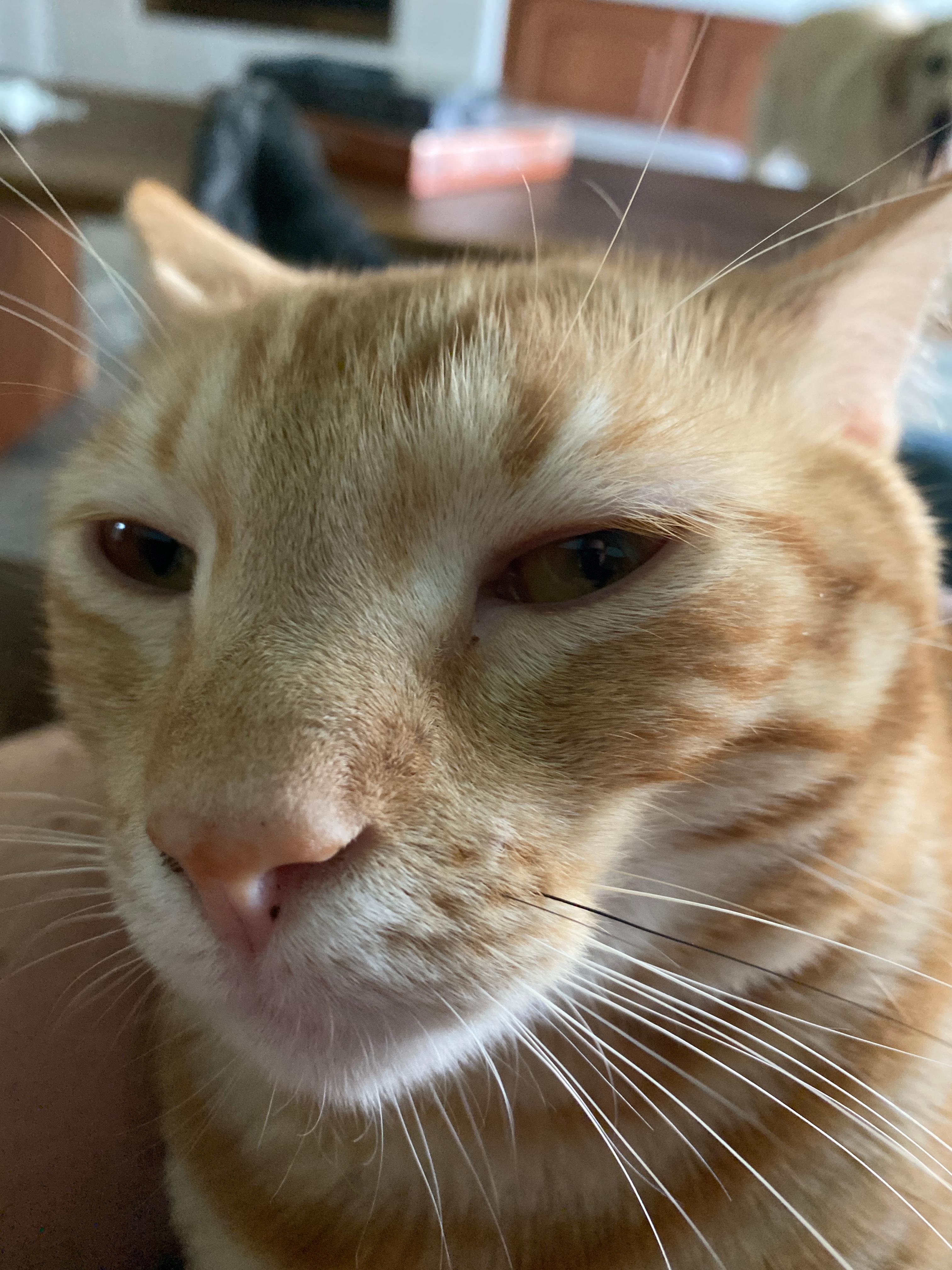 Woofie’s® of Lutz