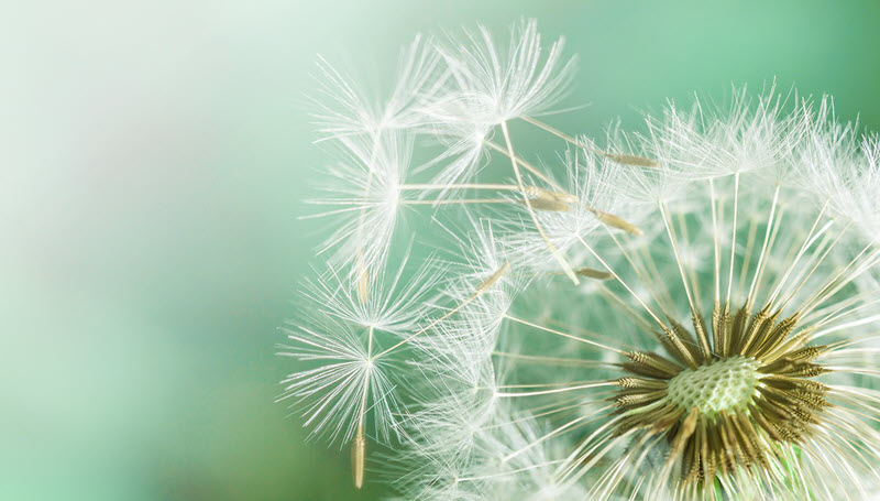 Méthode NAET: Contre les allergies et les intolérances