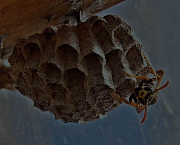 Images Alexander's Pest Control