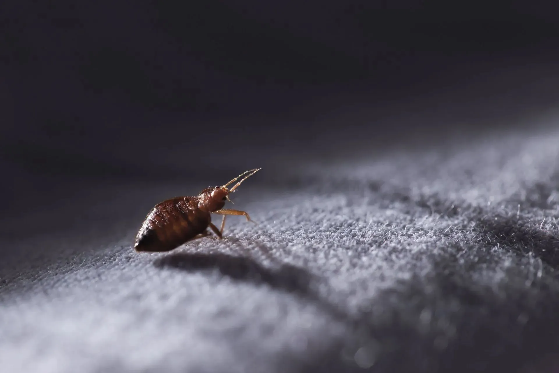 Bed Bug Extermination