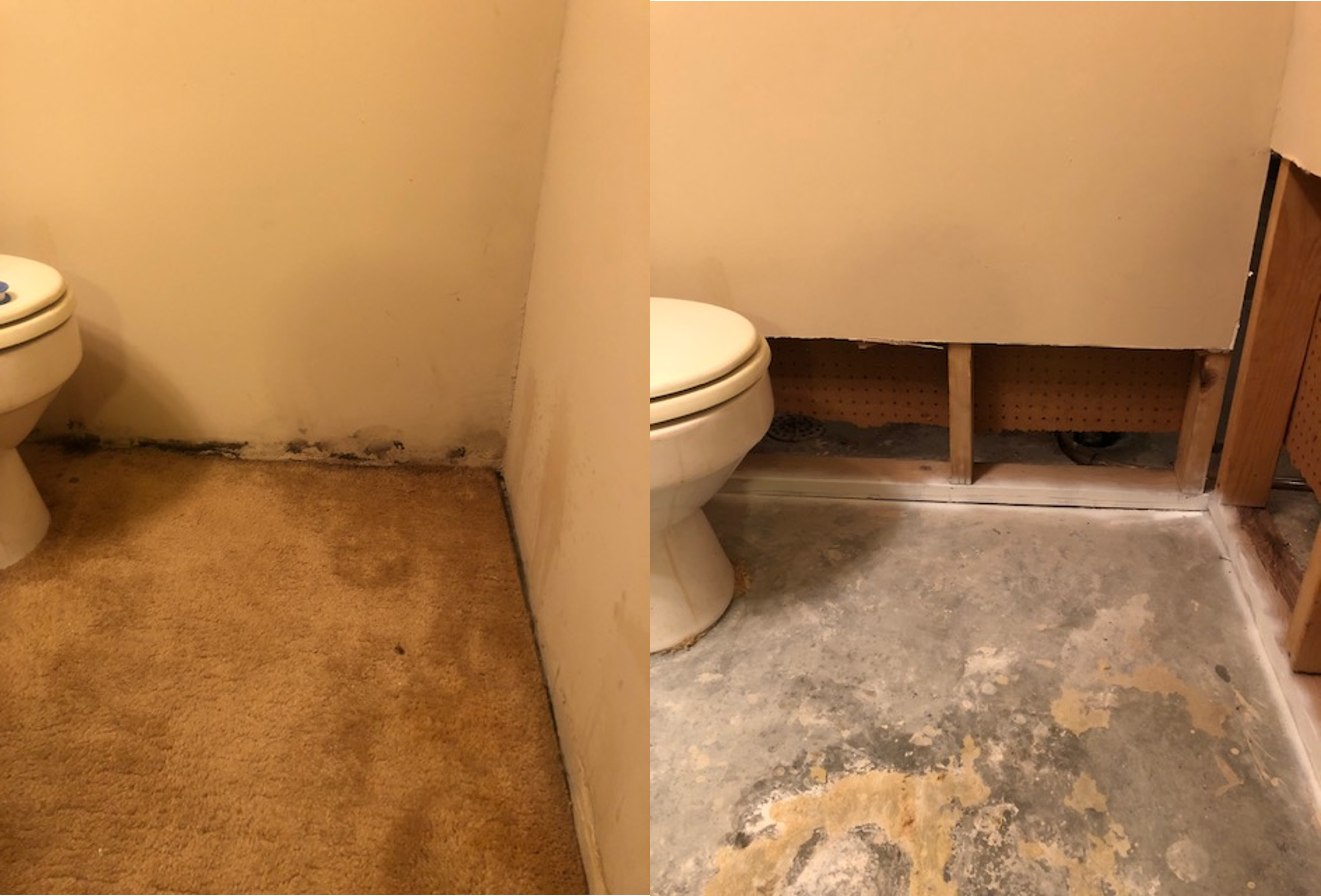 Mold Remediation in bathroom