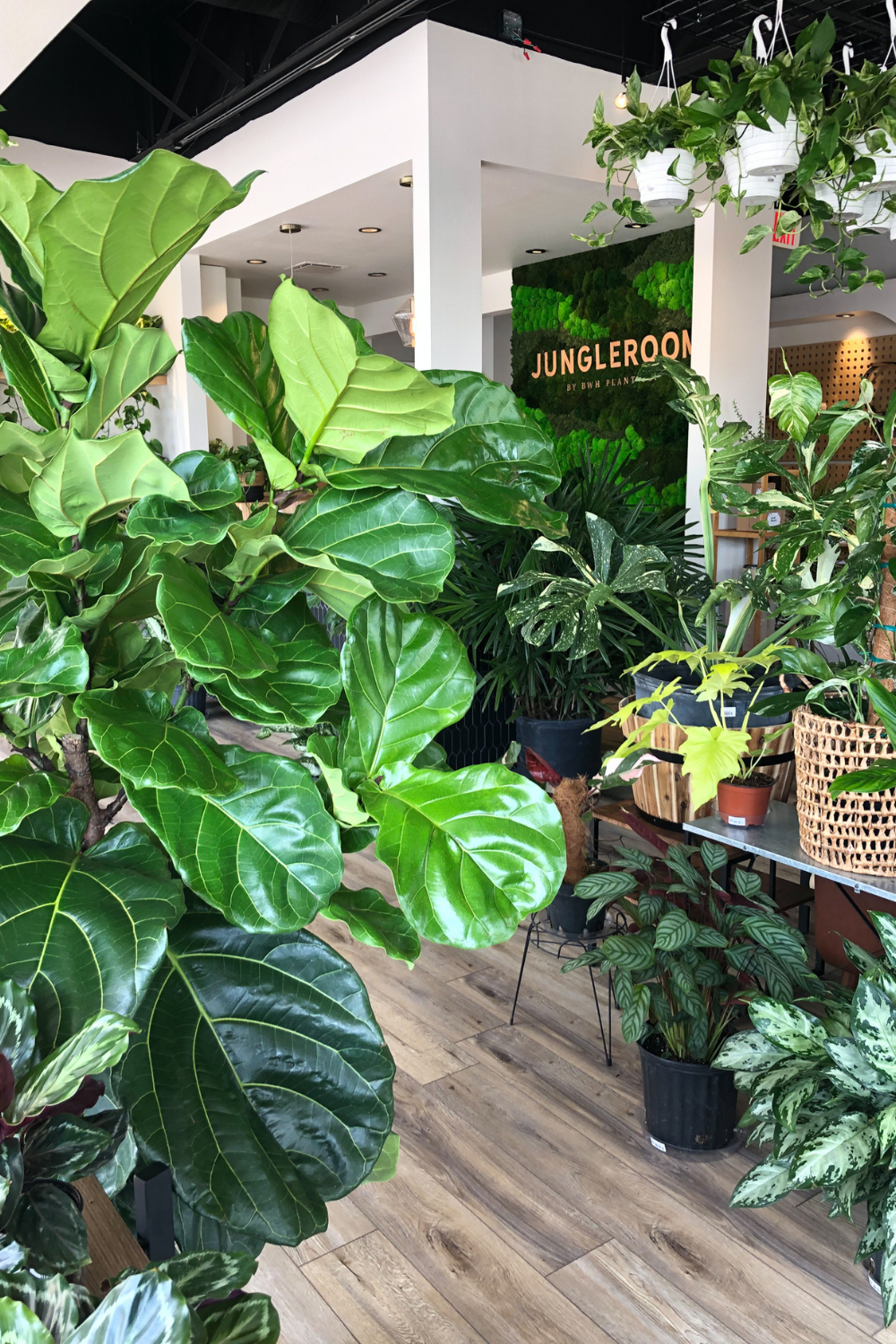 Jungle Room by BWH Plant Co Image