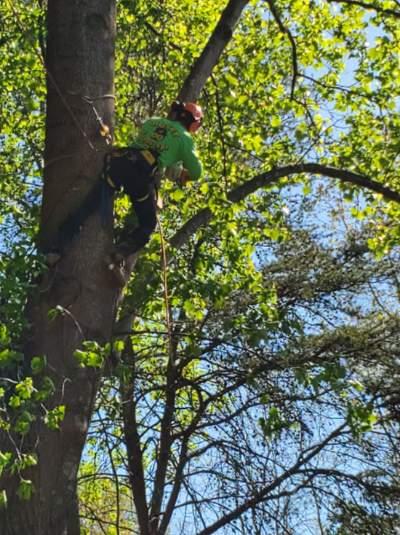 Honey do Landscape and Tree Service