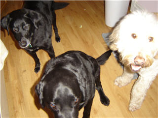 Images Doggy Styles Pet Services
