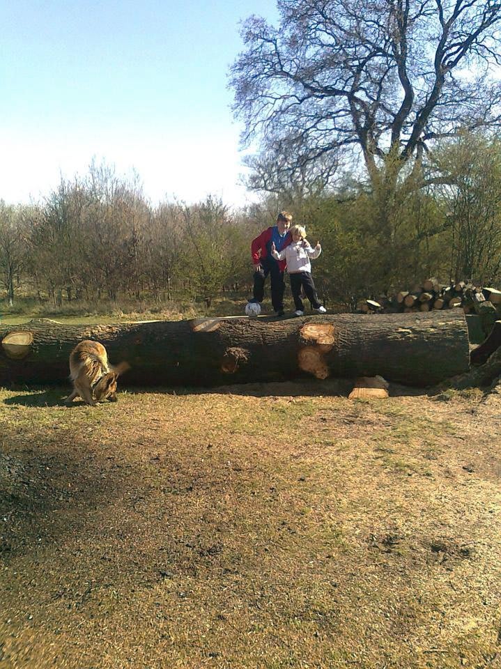 Images Tree & Garden Services