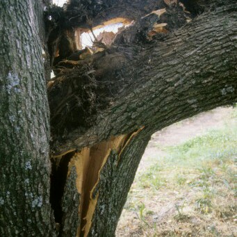 Su-Tree Service Image