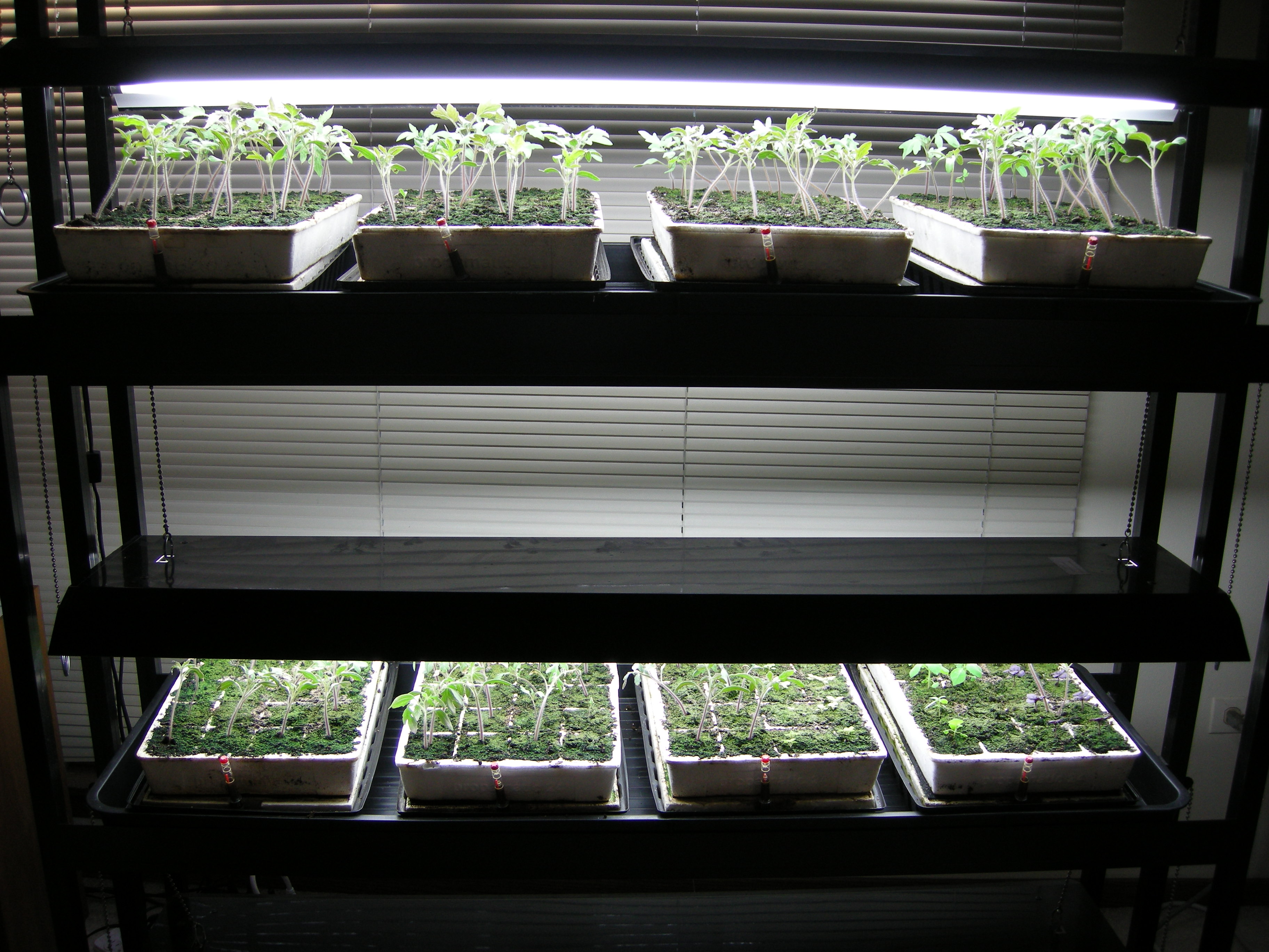 Green Thumb At Your Service Image