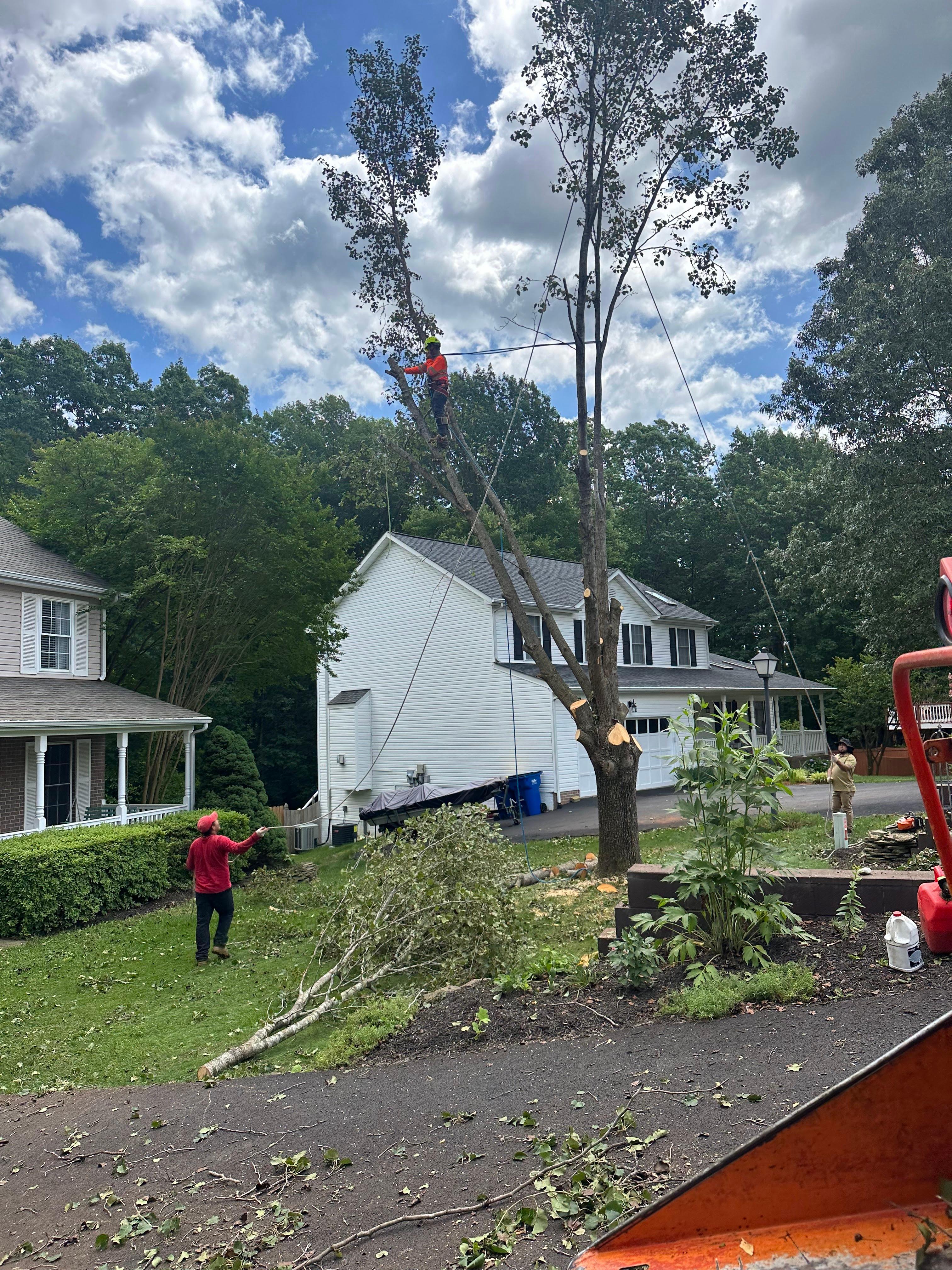 Z&M Tree Service TN Image