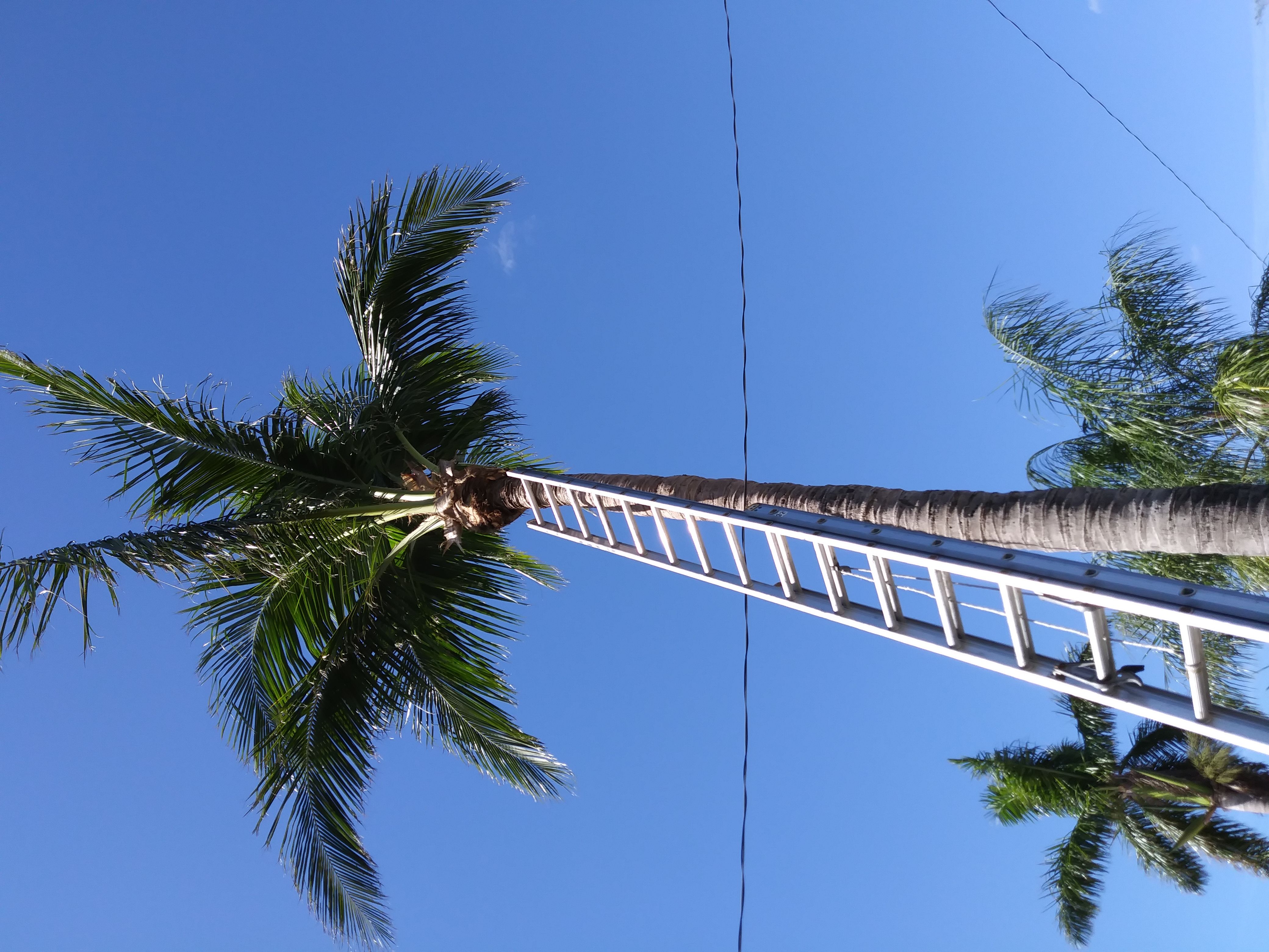 Trees With Leaves Inc. Logo