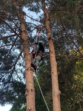 Images Tim's Tree Removal And Services LLC
