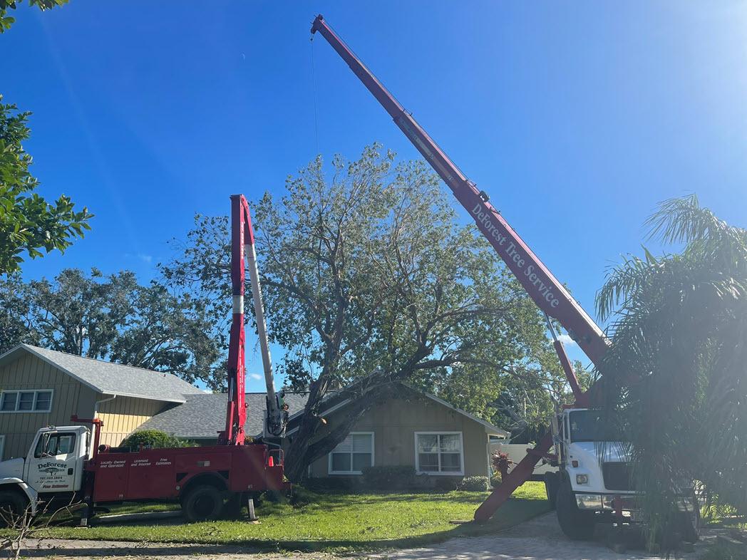 DeForest Tree Service Image