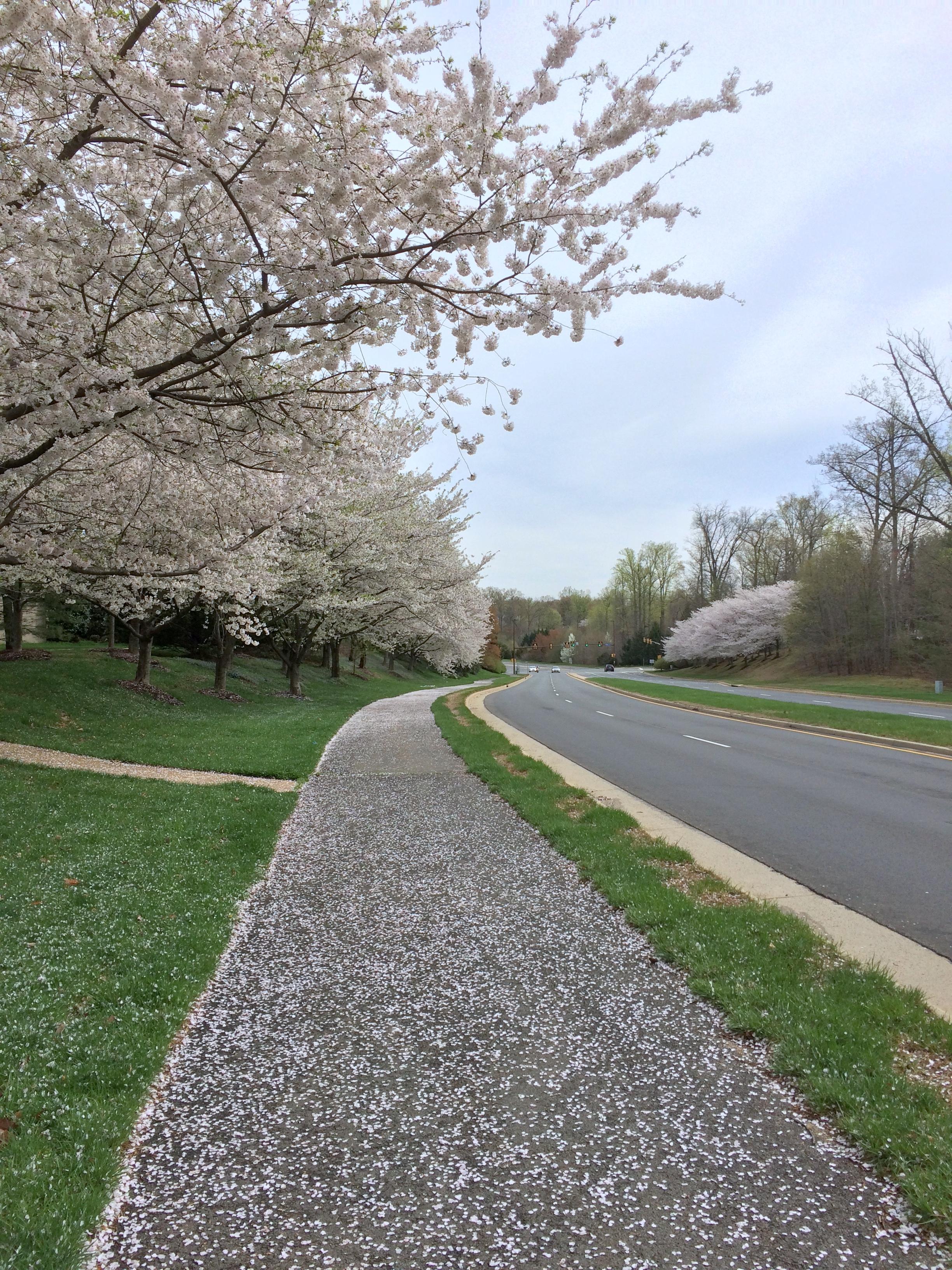 Reston Association does a great job of maintaining the common ground in Reston. These Cherry Trees are beautiful at this time of year!