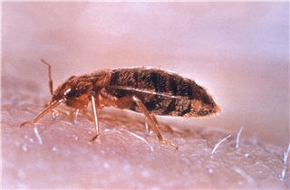 Images Aggressive Pest Control