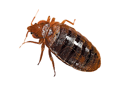 Guardian Termite & Pest Control, LLC Photo