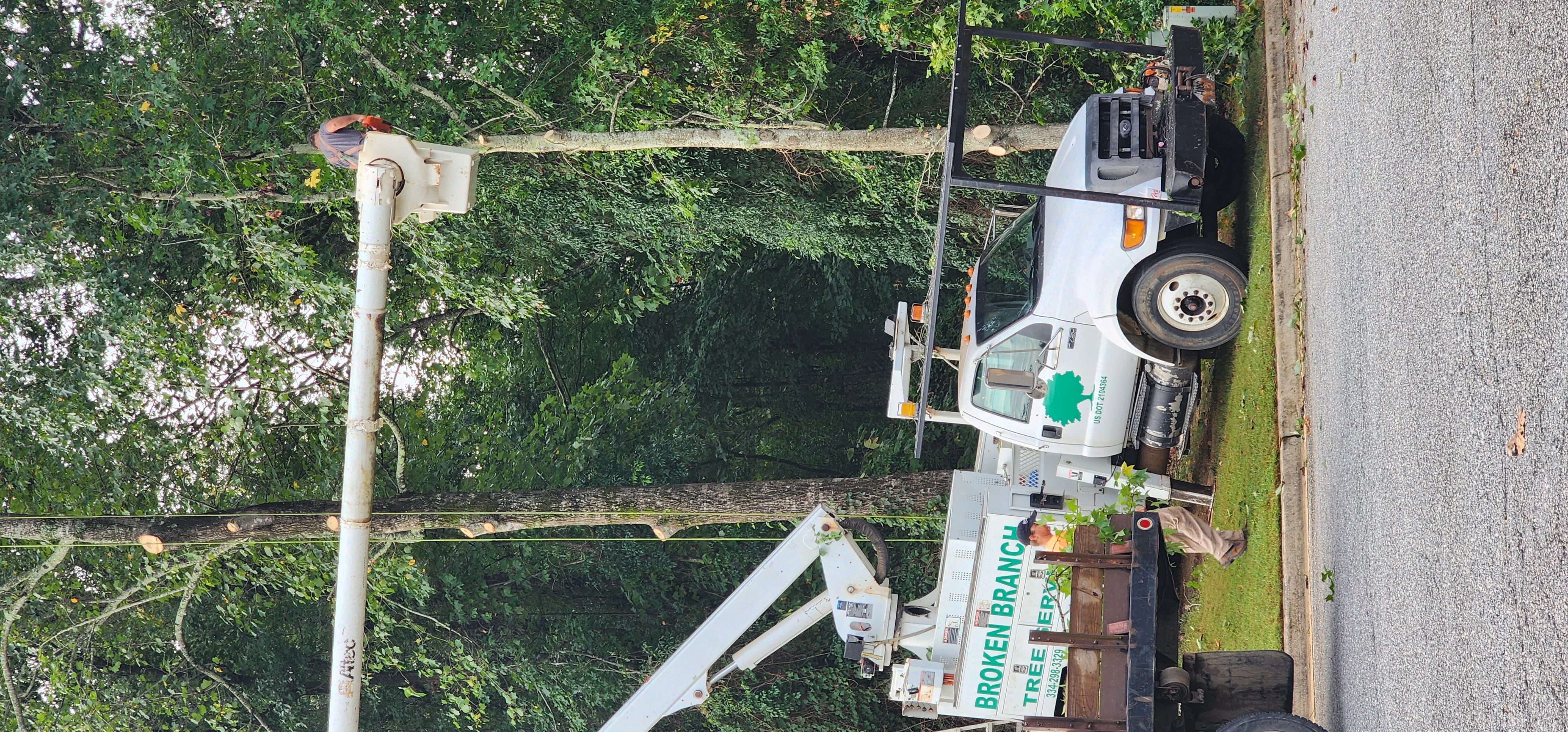 Broken Branch Tree Service LLC Image