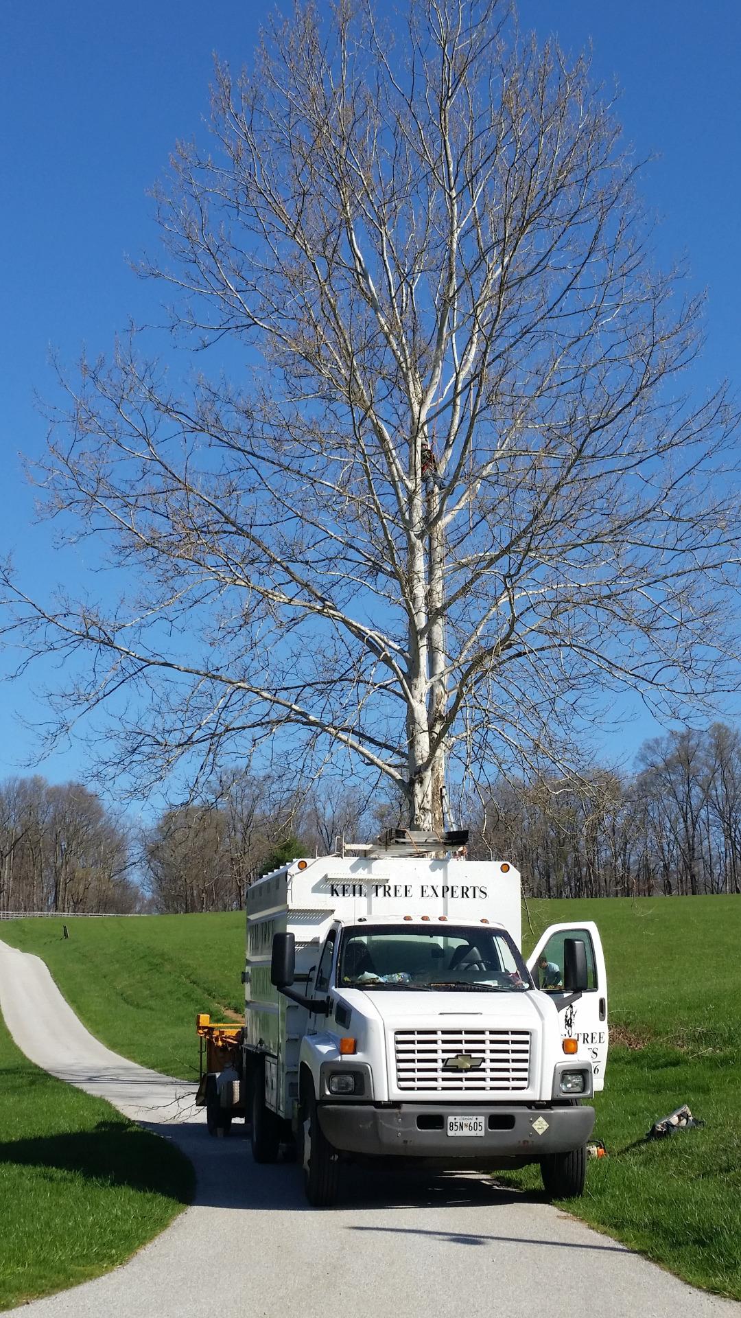 Keil Tree Experts Inc Image