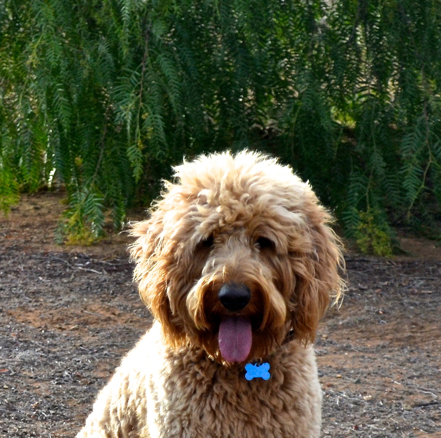 Glorias Goldendoodles Photo