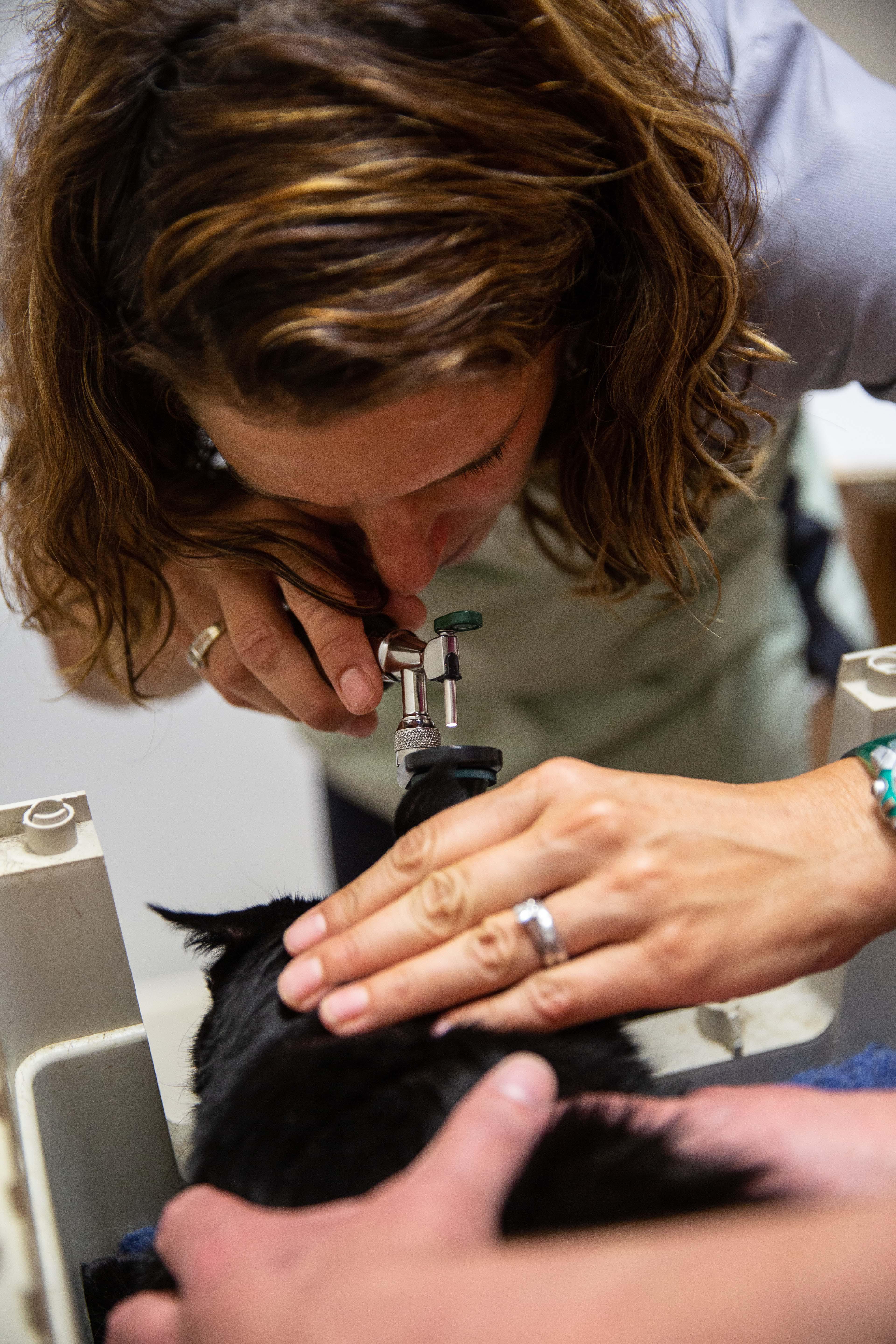 Annapolis Cat Hospital Photo