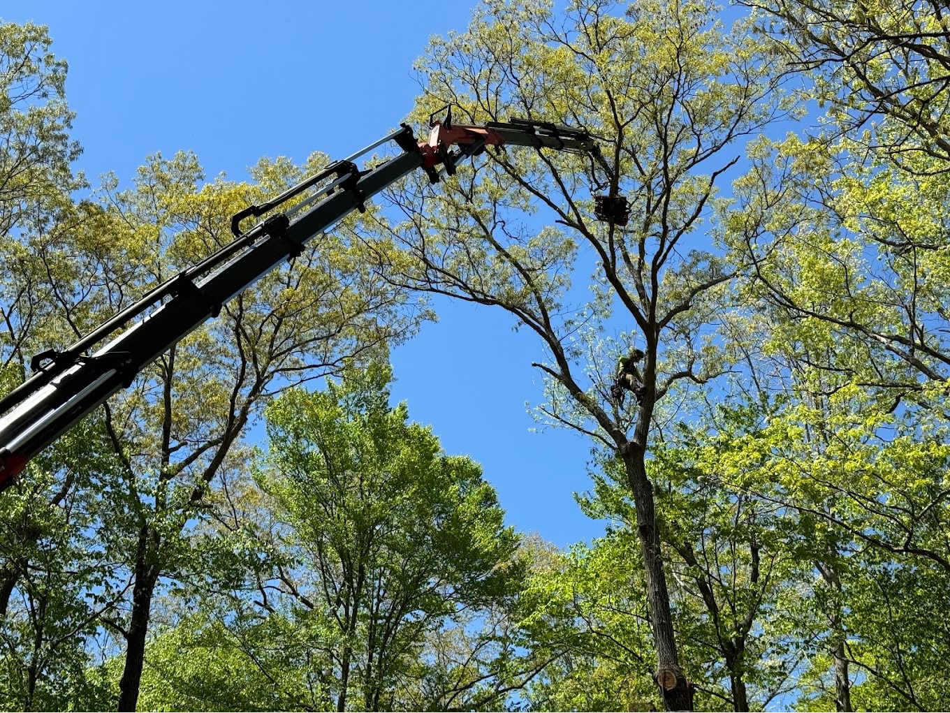 Branson's Tree Service Image