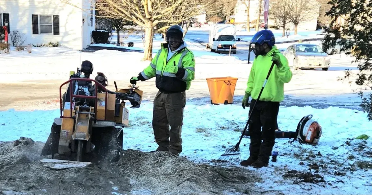 Tree and Stump Removal Service Image