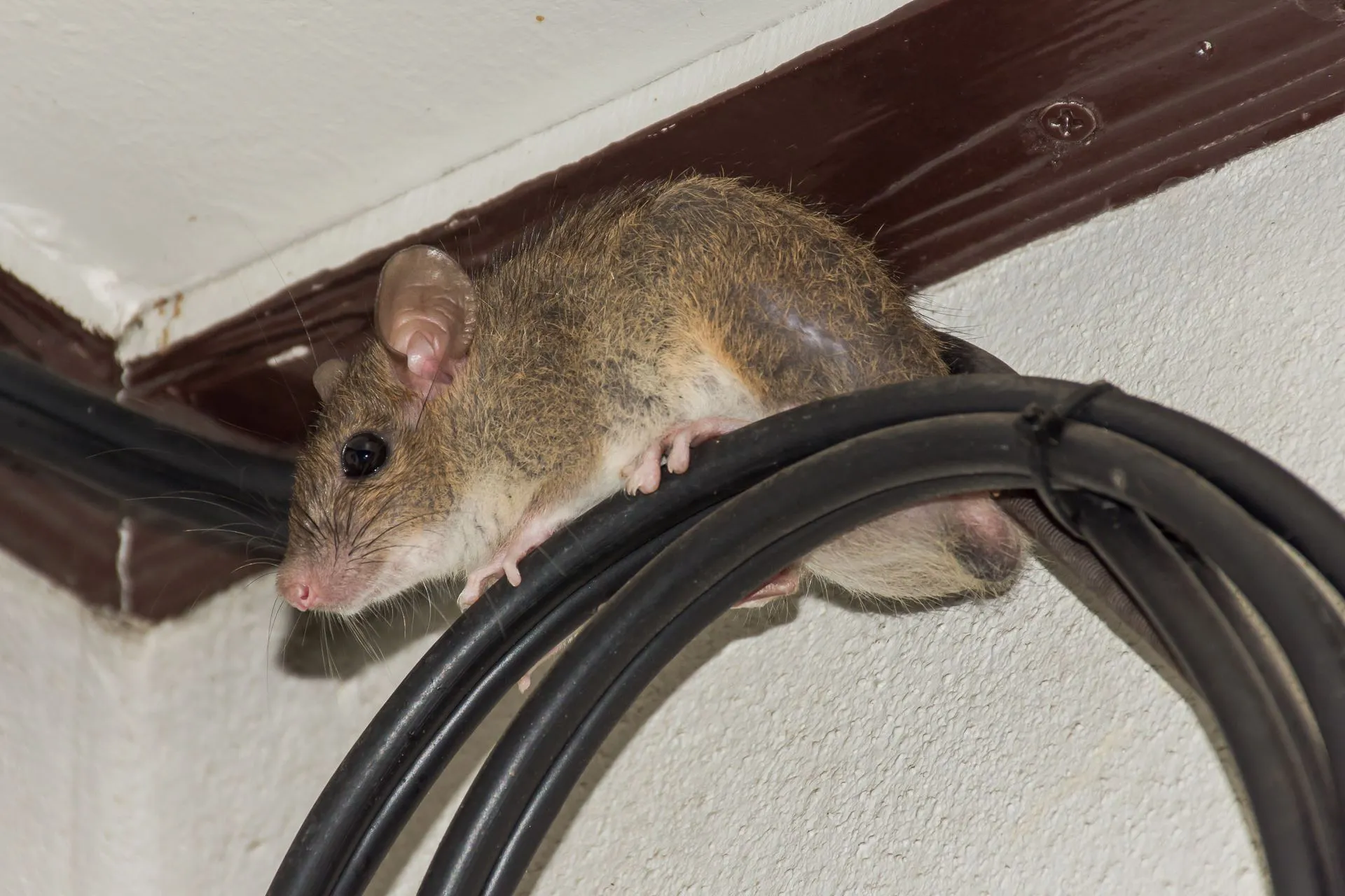 Rodent Control Services