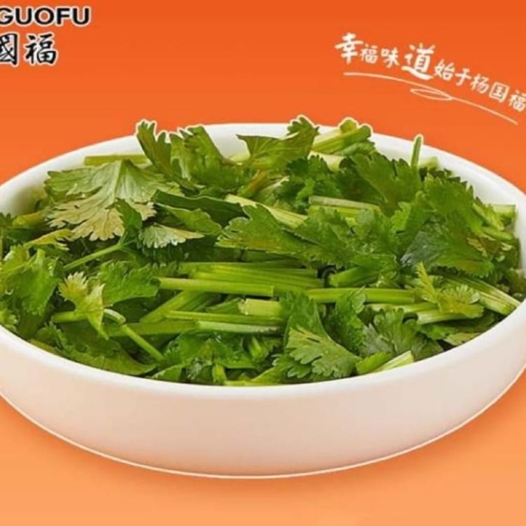Cilantro - 香菜
