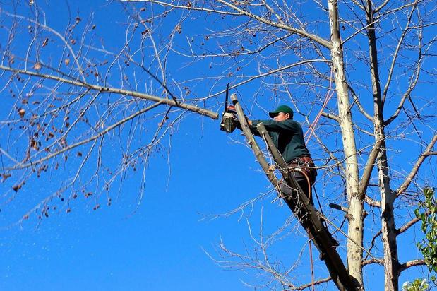 Images Tim's Tree Removal And Services LLC