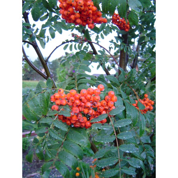 Shrubs