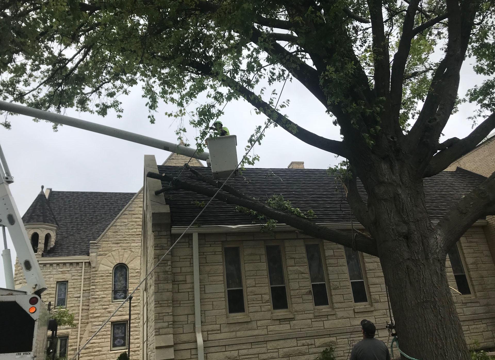 The Tree Doctor Image