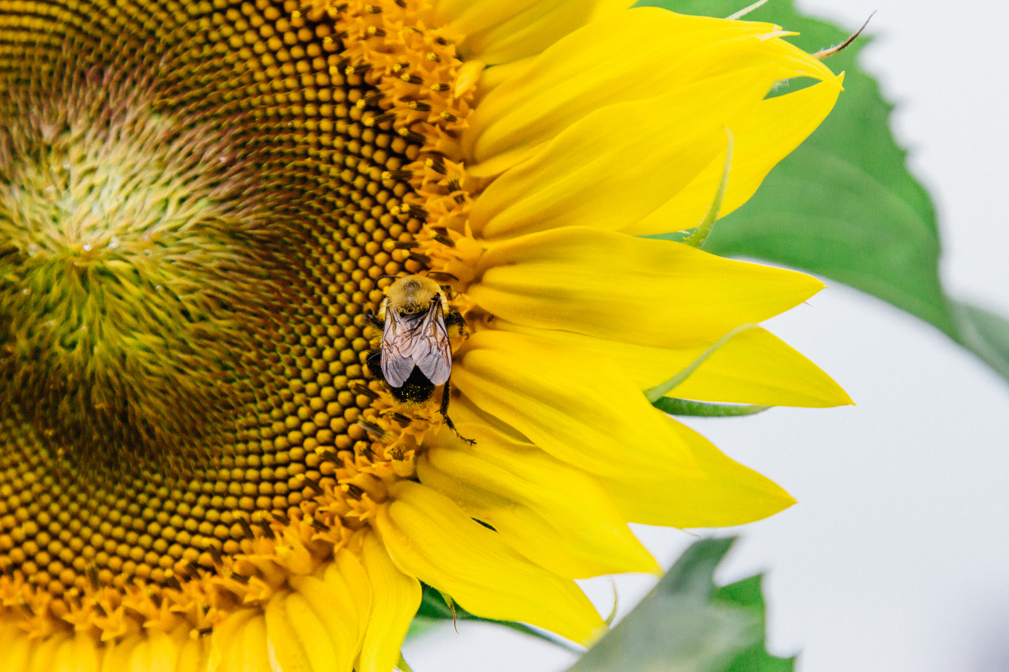 Americana. Bee on sunflower. Photo copyright Miceli Productions. http://MiceliProductions.com