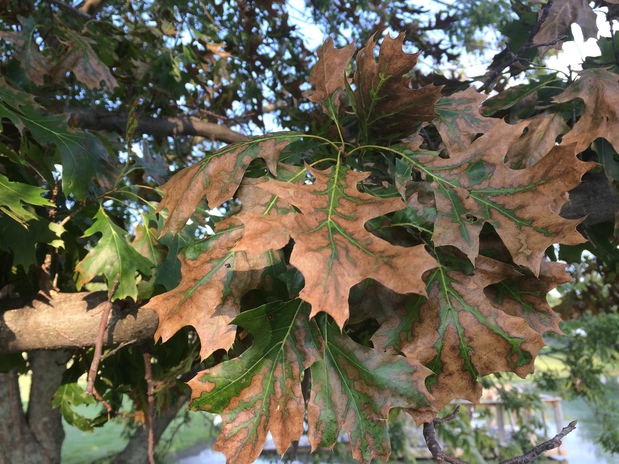 Images New Leaf Tree & Shrub Care