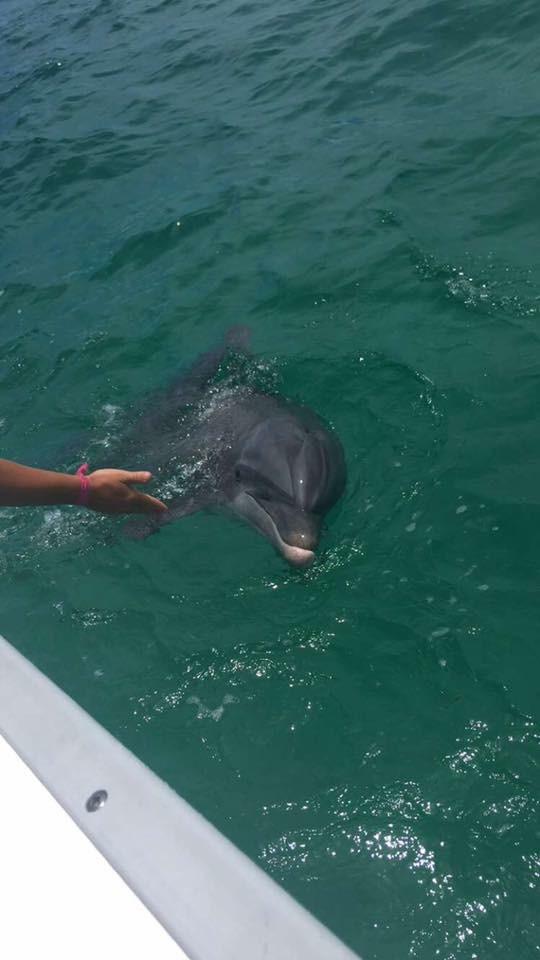 Panama City Dolphin Seafari Tours