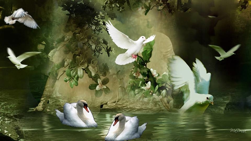 Dove Love Ministries Logo