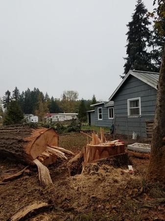 Images Tim's Tree Removal And Services LLC