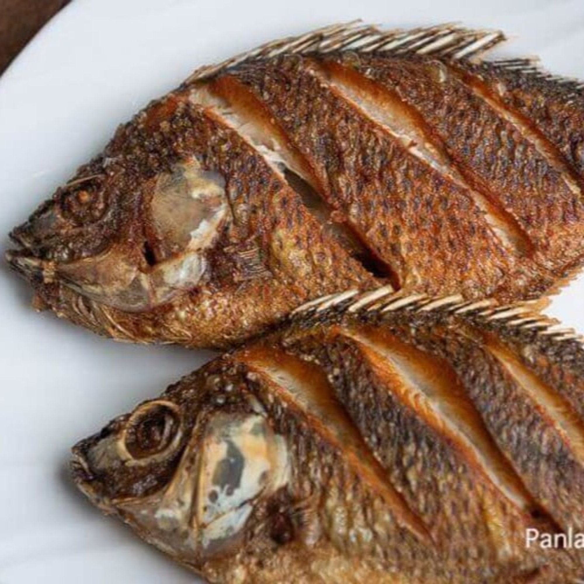 Tilapia