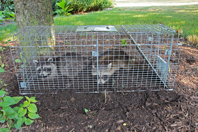 World Class Wildlife Removal & Rodent Remediation Photo