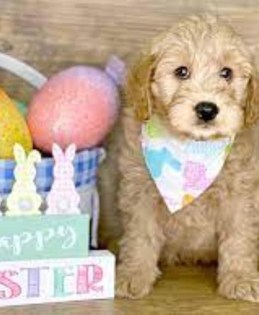 The Pet Shop a Puppy Boutique