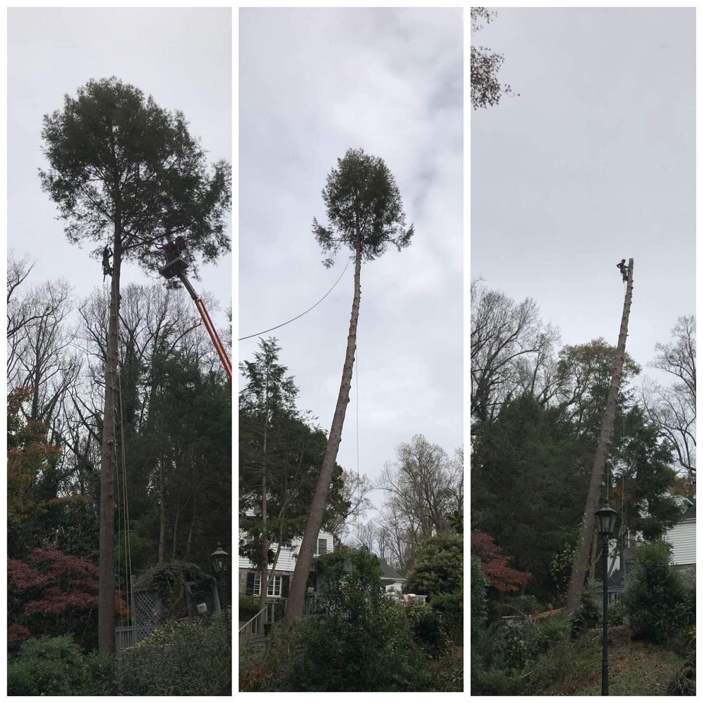 ALPHA TREE CARE LLC Image