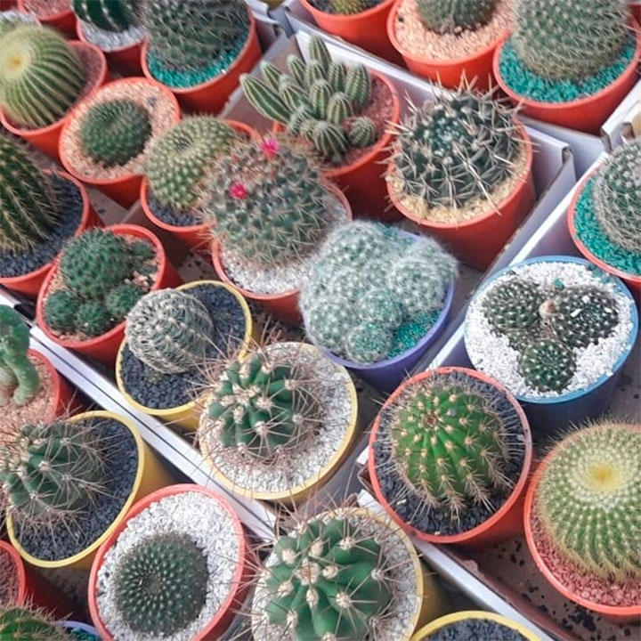 Galería en miniatura
