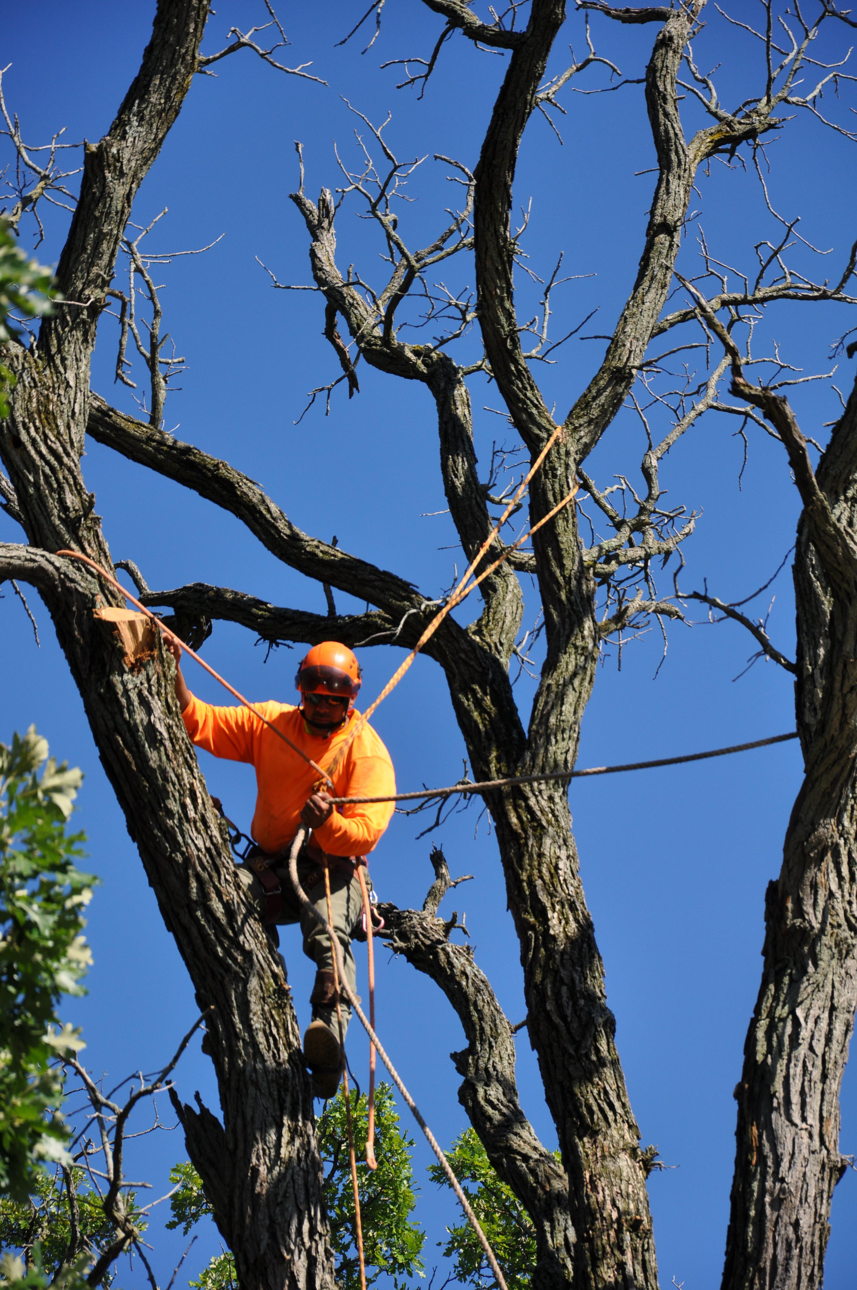 Gabriel's Tree Care Company Inc. Image