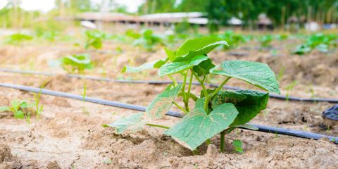 What Are the Benefits of Drip Irrigation?