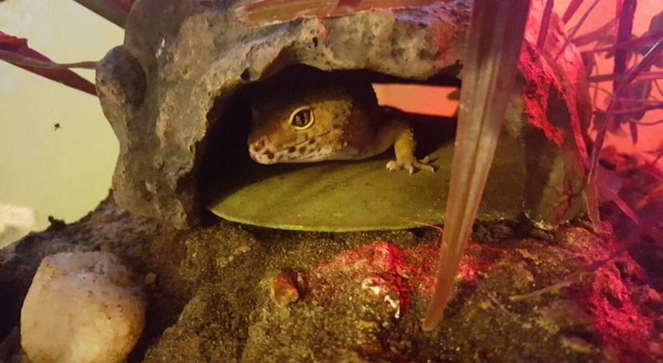 Melo's Reptile Sanctuary aims to find a reptile, no matter how big or how small, a new home where it will be loved till the end of its days.