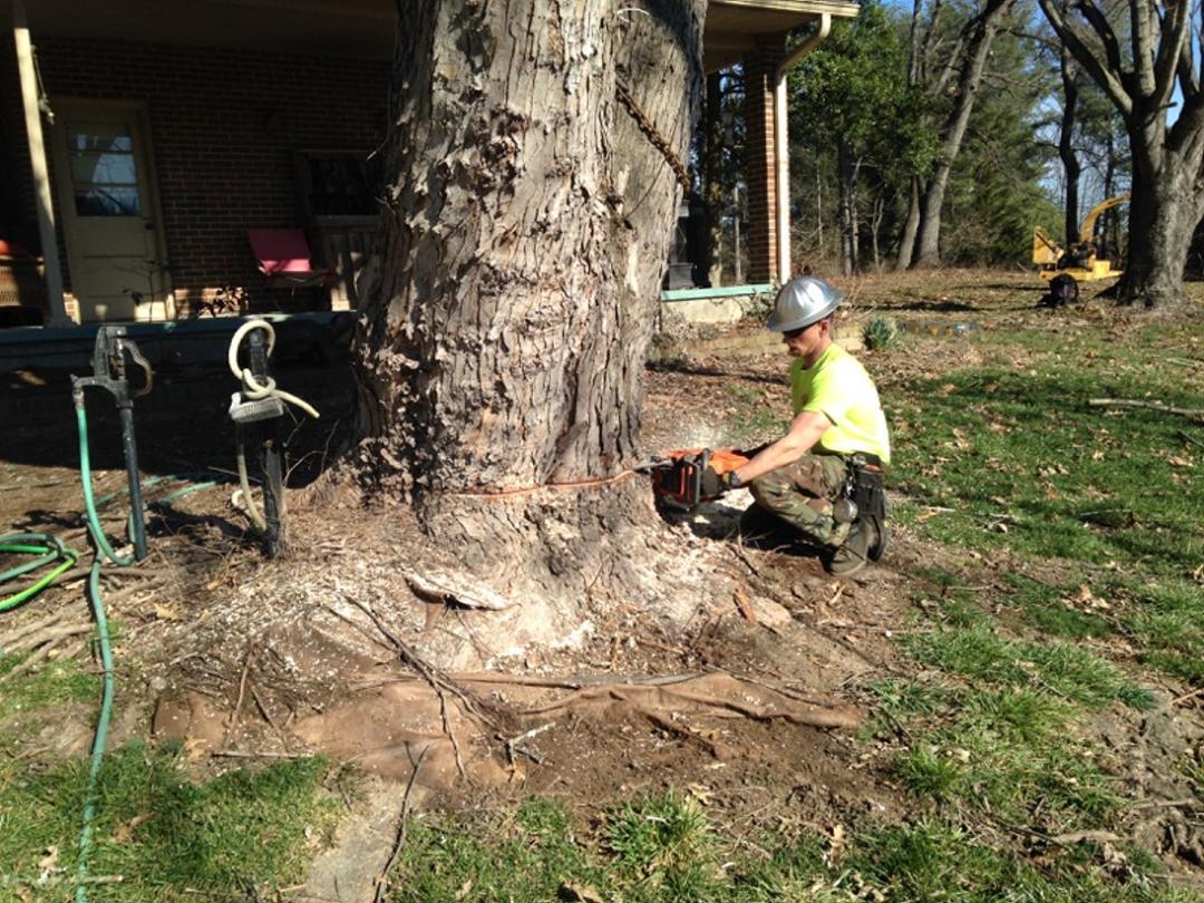 This tree was close to the customers house with overhanging branch.  The base of the tree was 42 inches in diameter