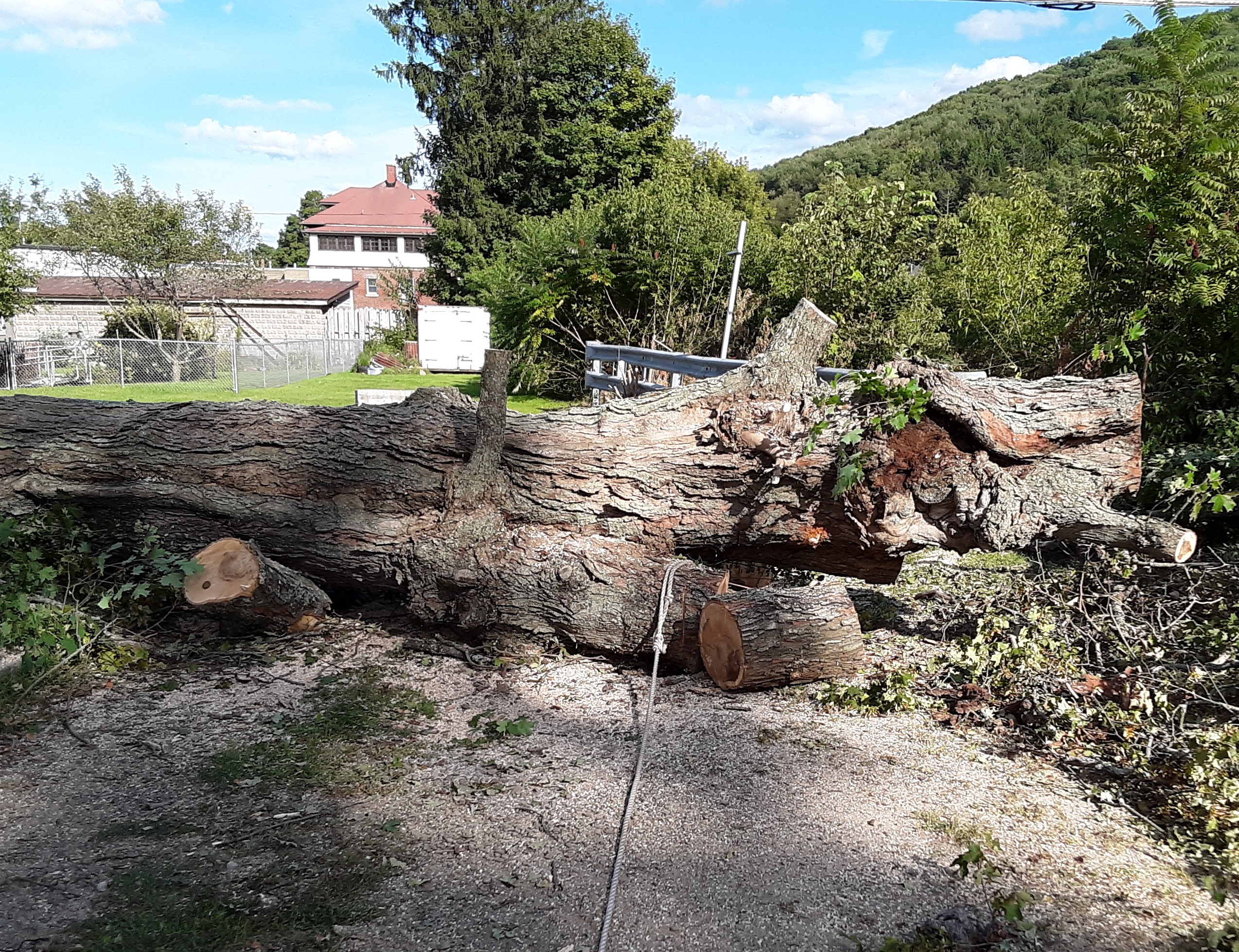 Davis Tree Service